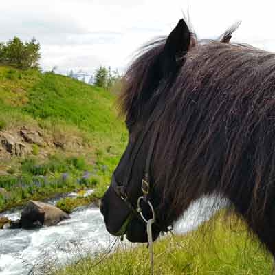 Tr&ouml;llskagi:  Ausritt Tvistur